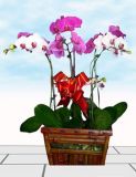 蝴蝶兰